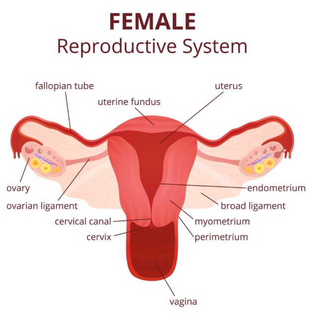Biaya Perawatan Organ Intim Wanita